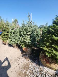 lot 105 image: Black hills Spruce - 6-7