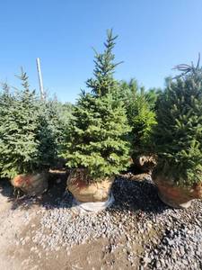 lot 106 image: Black hills Spruce - 6-7