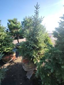 lot 107 image: Black hills Spruce - 6-7