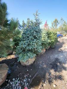 lot 109 image: Black hills Spruce - 6-7