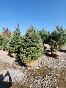 lot 110 image: Black hills Spruce - 6-7