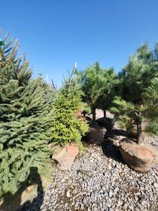 lot 111 image: Black hills Spruce - 6-7