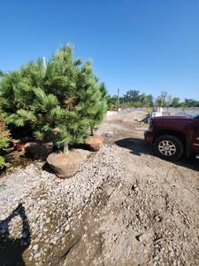 lot 112 image: Austrian Pine - 6
