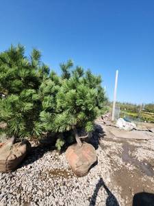 lot 114 image: Austrian Pine 6