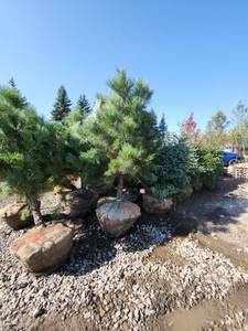 lot 115 image: Austrian Pine 6