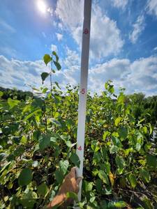 lot 201 image: Single Stem Birch - 5 Gallon -