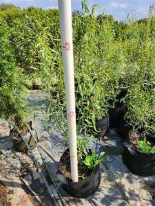 lot 182 image: Corkscrew Willow Tree - 5 Gallon