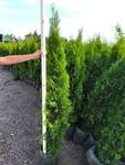 Emerald Green Arborvitae - 5' - 6'