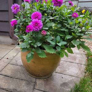lot 33 image: Ceramic Dijon Yellow Glaze Outdoor Zinnia Planter