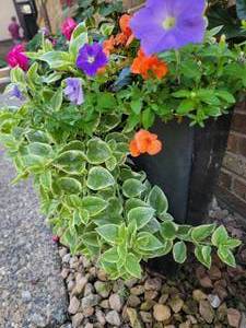 lot 35 image: Black Commercial Resin Outdoor Planter, B