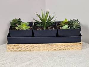 lot 127 image: Adorable Succulent Centerpiece
