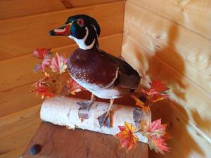 lot 35 image: Mounted Stuffed Wood Duck