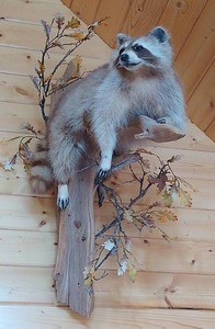 lot 85 image: Professionally Mounted Raccoon