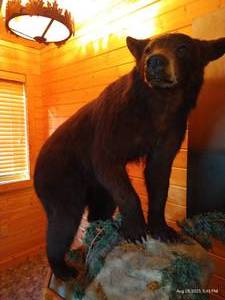 lot 200 image: Beautiful Custom Mounted Black Bear on Custom Pedestal