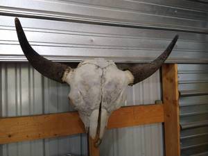 lot 233 image: Bison Skull With Horns