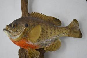 lot 11 image: Taxidermy Bluegill Mount on Driftwood - Approx. 10 Inches