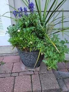 lot 141 image: Outdoor Patio Planter with Greenery