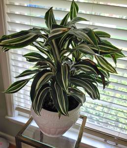 lot 145 image: Dracaena Live Plant