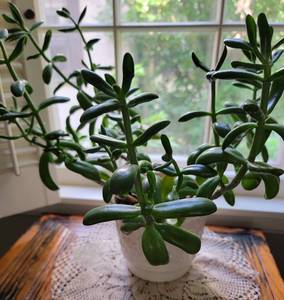 lot 146 image: Live Jade Plant Looking for New Window