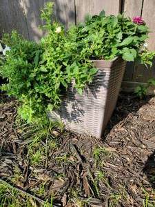 lot 17 image: Resin Basketweave Patio Planter with Greenery, A