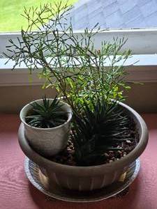 lot 105 image: Adorable Live Succulent Centerpiece Planter