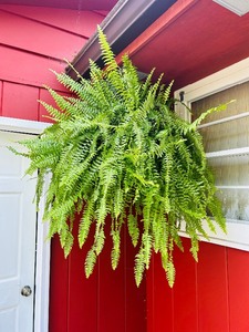 lot 117 image: Large Outdoor Hanging Fern in Pot