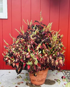 lot 118 image: VERY Large Clay Potted Plant