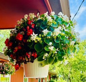 lot 141 image: Flowers and Hanging Plant