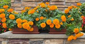 lot 206 image: Marigold Plant Duo