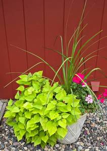 lot 207 image: Large Potted Plant Variety