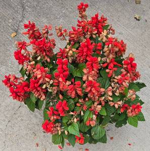 lot 208 image: Large Planter with Red Salvia Plantings