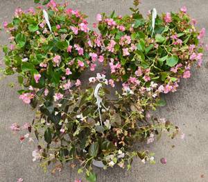 lot 213 image: Trio of Wax Begonia Hanging Plants