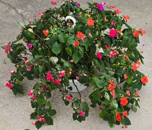lot 217 image: 10 Potted Fuchsia Plant