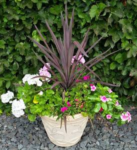 lot 219 image: Pretty Potted Floral Varieties