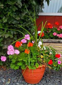 lot 220 image: Pretty Garden Potted Plants