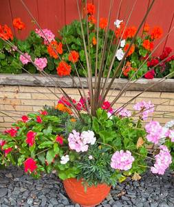 lot 221 image: Pretty Potted Garden Plants