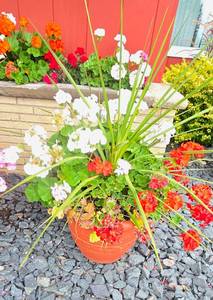 lot 222 image: Pretty Potted Garden Plants