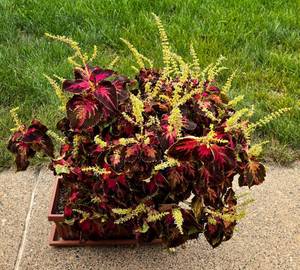 lot 223 image: Pretty Potted Coleus Plant