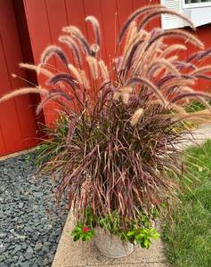 lot 224 image: Beautiful Purple Fountain Grass Planting