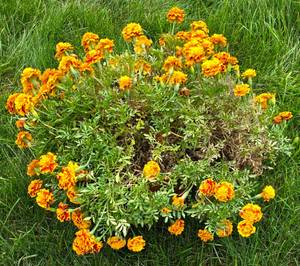 lot 226 image: Potted Marigold Offering