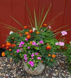 lot 240 image: Large Planter Containing Marigolds & More