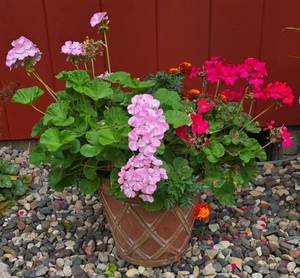 lot 241 image: Colorful Geraniums in Brick Red Planter