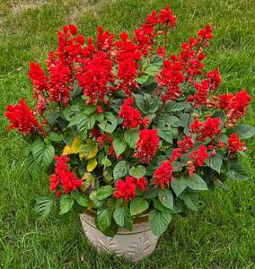 lot 242 image: Stunning Salvia Planting