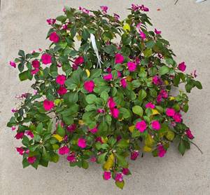 lot 243 image: Gorgeous Hanging Plant