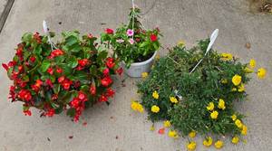 lot 244 image: Trio of Hanging Planters