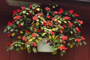lot 246 image: Large & Colorful Hanging Plant