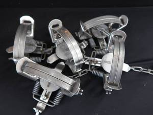 lot 61 image: 5 NEW VICTOR #4 COIL SPRING TRAPS.