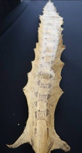 lot 102 image: SNAKE SKIN