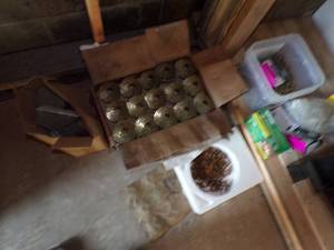 lot 377 image: Lot of Nails