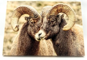 lot 51 image: Rowan Nyman Signed Bighorn Bromance Canvas Print with Certificate
